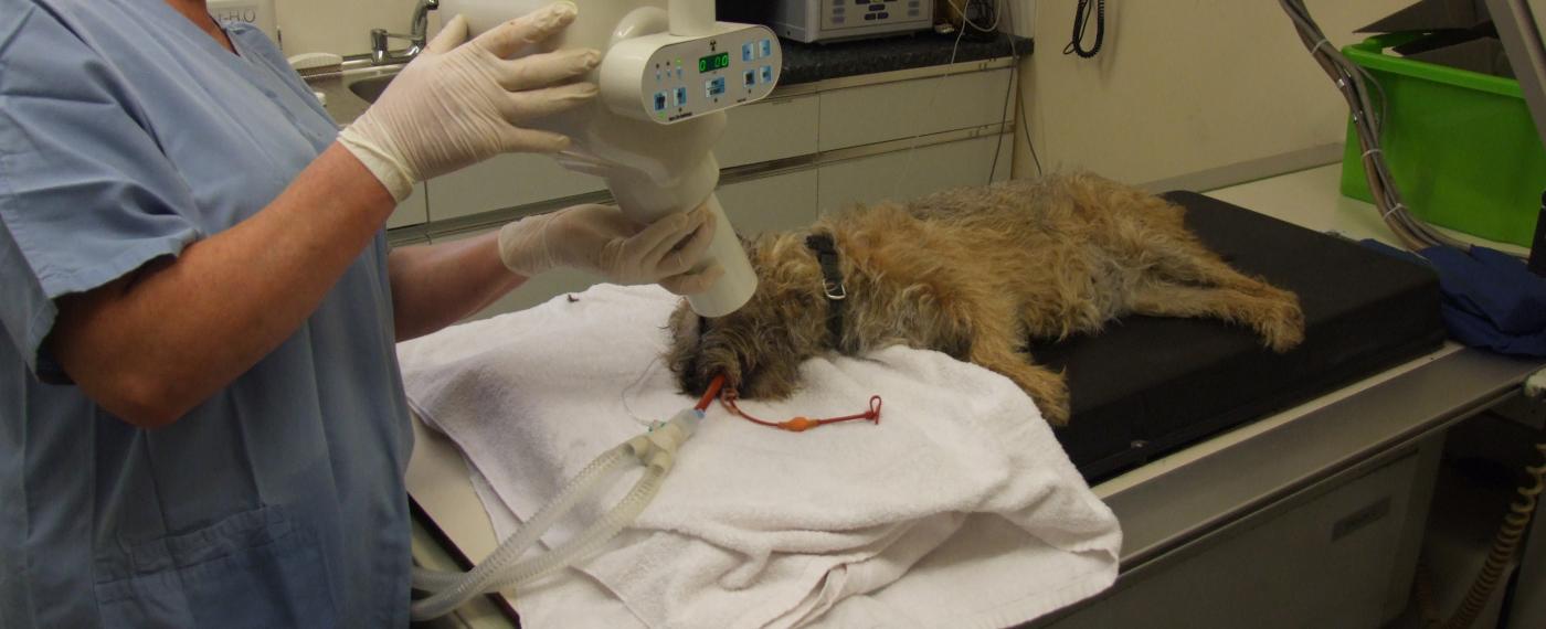 Dental Cain Veterinary Centre